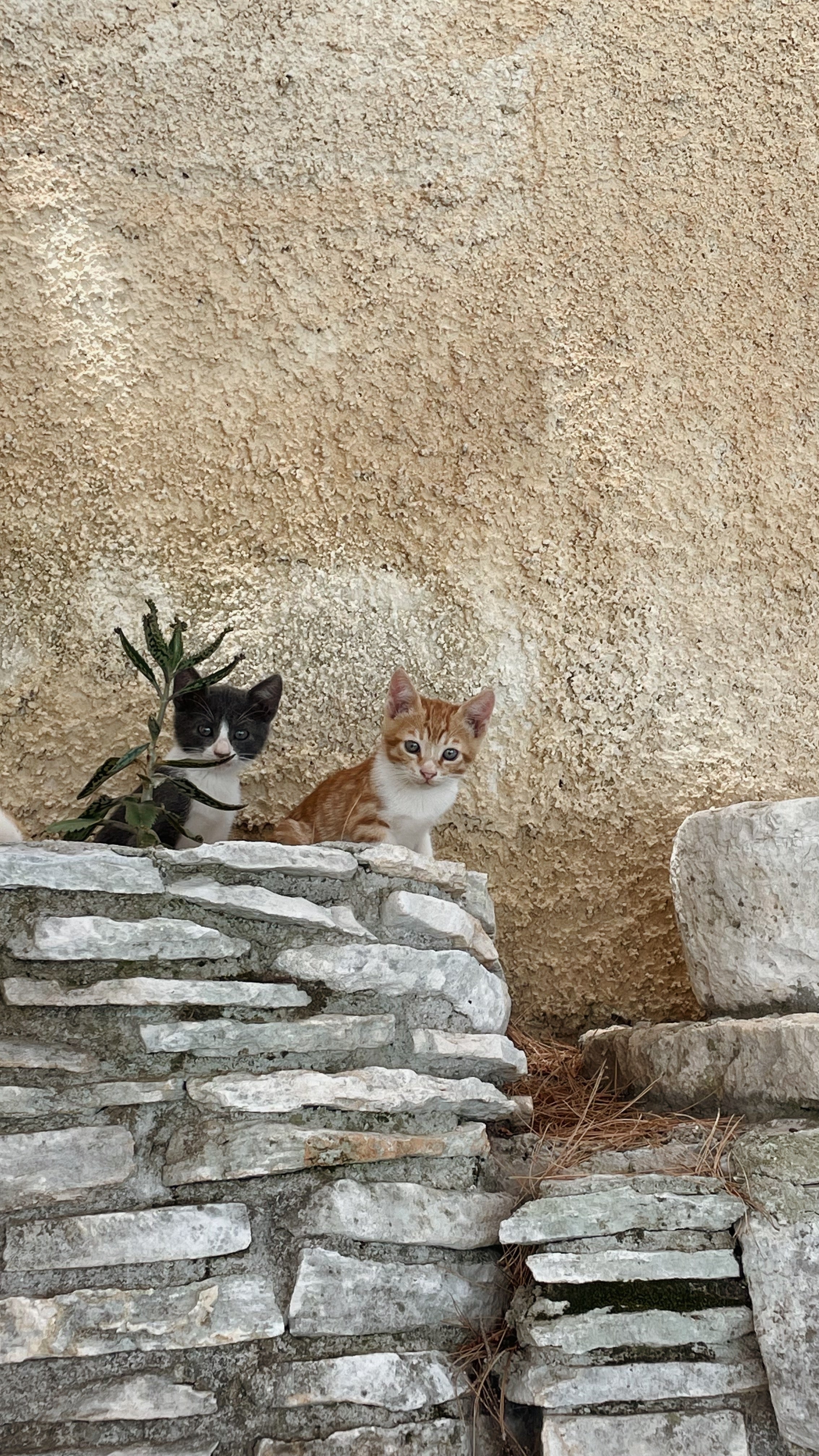 Zakynthos Map (ES.vers.)